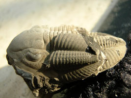 Phillipsia ornata belgica-Tournaisien-avec mue (photo & coll DLE)