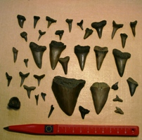Dents de requin-Eocène , Oligocène, Miocène, Pliocène inf.-(photo & coll MJX)