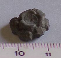 Encrinus sp. (calice de crinoïdes)-Tournaisien-(coll CSQ)