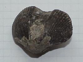 Spirifer verneuilli-Frasnien-3.5cm (coll MJX)- La Dîme