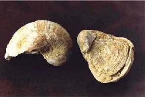 Gryphaea arcuata-Sinémurien-