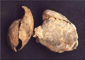 Stringocephalus burtini-Givétien-brachiopode caractéristique du Givétien (photo & coll RDK)