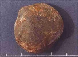 Athyris concentrica-Couvinien/Eifelien-Brachiopode articulé (photo et coll RDK)