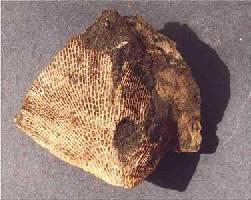 Fenestella sp.-Couvinien/Eifelien-bryozoaire (photo et coll RDK)