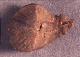 Cyrtina sp.-Couvinien/Eifelien-brachiopode articulé (photo et coll RDK)