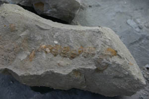 Turrilites multicostatus-Cénomanien (?)-(coll CGK)
