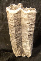 Lithostrotion basaltiformis (?)-Tournaisien-2 individus isolés de 10cm (photo & coll RDS) pourrait être aussi Michelinia sp.