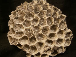 Michelinia favosa-Tournaisien-de face 14cm (photo & coll RDS)