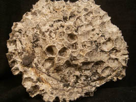 Michelinia favosa-Tournaisien-de dos 14cm (photo & coll RDS)