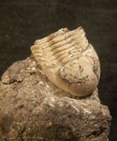 Cummingella (C.) belisama belisama-Tournaisien-1cm (photo & coll RDS)