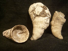 Caninia cornucopiae-Tournaisien-Madréporaires tétracoralliaires de l'ordre Rugosa de qq cm (photo & coll RDS), peut-être du genre Cyathaxonia , Zaphrentites , Aulophyllum suivant la taille , la forme et le nombre de leurs septes.