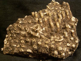 Syringopora ramulosa-Tournaisien-Madréporaires tabulés de 2 à 3 mm de diamètre (photo & coll RDS) .