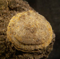 Orthis michelini-Tournaisien-2 cm (photo & coll RDS) . Appelé aussi ( Rhipidomella - )