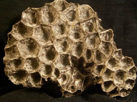 Michelinia favosa-Tournaisien-15 cm (photo & coll RDS) . Après dégagement ( +/- 3h de travail)