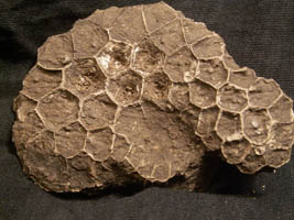 Michelinia favosa-Tournaisien-15 cm (photo & coll RDS) . Avant dégagement