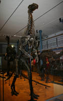 Iguanodon bernissartensis-Crétacé Inférieur - Wealdien-(photo MJX - coll Musée Royal des Sciences Naturelles de Belgique à Bruxelles)