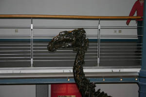 Iguanodon bernissartensis-Crétacé Inférieur - Wealdien-(photo MJX - coll Musée Royal des Sciences Naturelles de Belgique à Bruxelles)