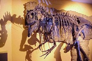 Allosaurus--(coll. MRSNB)