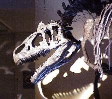 Allosaurus (tête)--(coll. MRSNB)