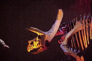 Triceratops--(coll. MRSNB)