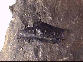 Helodus turgidus-Tournaisien-(photo & coll JDE)