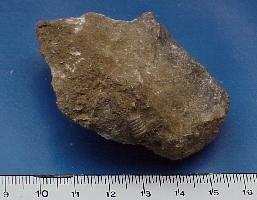 Encrinus sp. (articles de crinoïdes)-Tournaisien-(coll MJX) - Anciennes Carrières de Restaumont