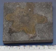 Asteractinella sp.-Tournaisien-Eponge en forme d'étoile appelée 'pas de loup' (coll MJX) - Anciennes Carrières de Restaumont