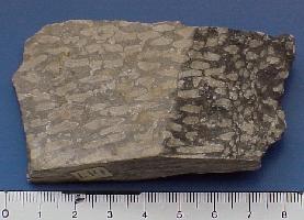 Syringopora ramulosa-Tournaisien-appelé