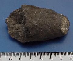 Siphonophyllia cylindrica-Tournaisien-(coll MJX) - Anciennes Carrières de Restaumont