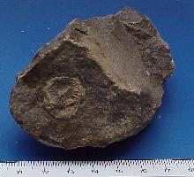 Caninia cornucopiae-Tournaisien-(coll MJX) - Anciennes Carrières de Restaumont