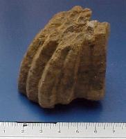 Michelinia favosa-Frasnien-5 cm (coll MJX)- La Dîme