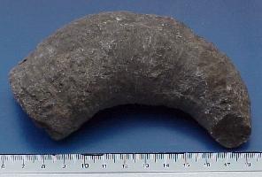 Siphonophyllia cylindrica-Tournaisien-(coll MJX) - Anciennes Carrières de Restaumont