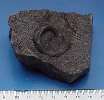 Straparollus (Euomphalus) pentagulatus-Tournaisien-(coll MJX)