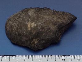 Spirifer konincki-Tournaisien-(coll MJX) s'appellerait maintenant Palaeochoristites k. - Anciennes Carrières de Restaumont