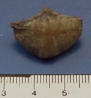 Spirifer verneuilli-Frasnien-2cm (coll MJX)- La Dîme