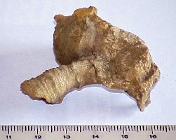 Caninia cornucopiae-Tournaisien-(coll CSQ)