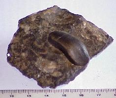 Helodus turgidus-Tournaisien-(coll CSQ)