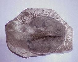 Goniatite-Tournaisien-(coll CSQ)