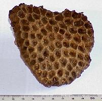 Michelinia favosa-Tournaisien-(coll CSQ)
