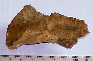 Rugosa indéterminé-Tournaisien-Tétracoralliaire (Rugosa) indéterminé (coll CSQ)