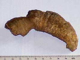 Caninophyllum patulum (?)-Tournaisien-(coll CSQ)
