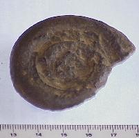 Straparollus (Euomphalus) pentagulatus-Tournaisien-(coll CSQ)