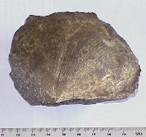 Spirifer konincki-Tournaisien-(coll MJX) s'appellerait maintenant Palaeochoristites k.