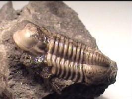 Cummingella belisama belisama-Tournaisien-Mue complète de 28 mm. Le céphalon est désaxé.(photo & coll DLE)