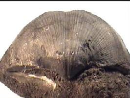 Spirifer konincki-Tournaisien-(7.5cm) (coll DLE) s'appellerait maintenant Palaeochoristites k.