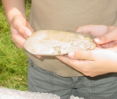 -flint stone (03-06-2007)