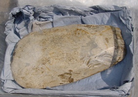 -flint stones (03-06-2007)