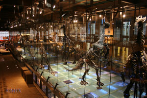-Iguanodon showcase (04-01-2008)
