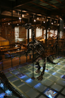 Iguanodon bernissartensis-Crétacé Inférieur - Wealdien-(photo MJX - coll Musée Royal des Sciences Naturelles de Belgique à Bruxelles)