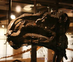 Iguanodon bernissartensis-Crétacé Inférieur - Wealdien-(photo MJX - coll Musée Royal des Sciences Naturelles de Belgique à Bruxelles)